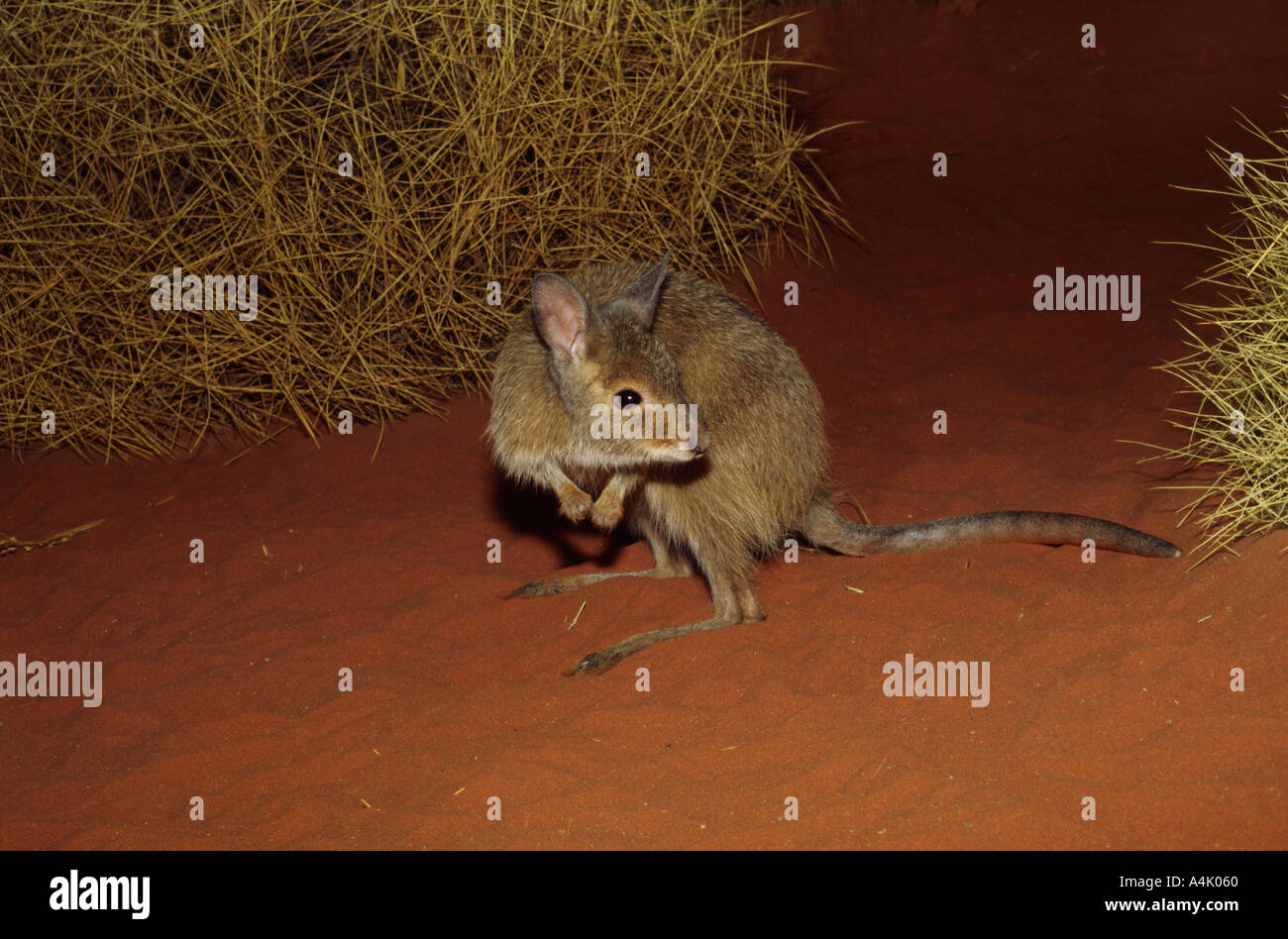 Mala a k a Rufous Hair Wallaby Lagorchestes hirsutus Foto Stock