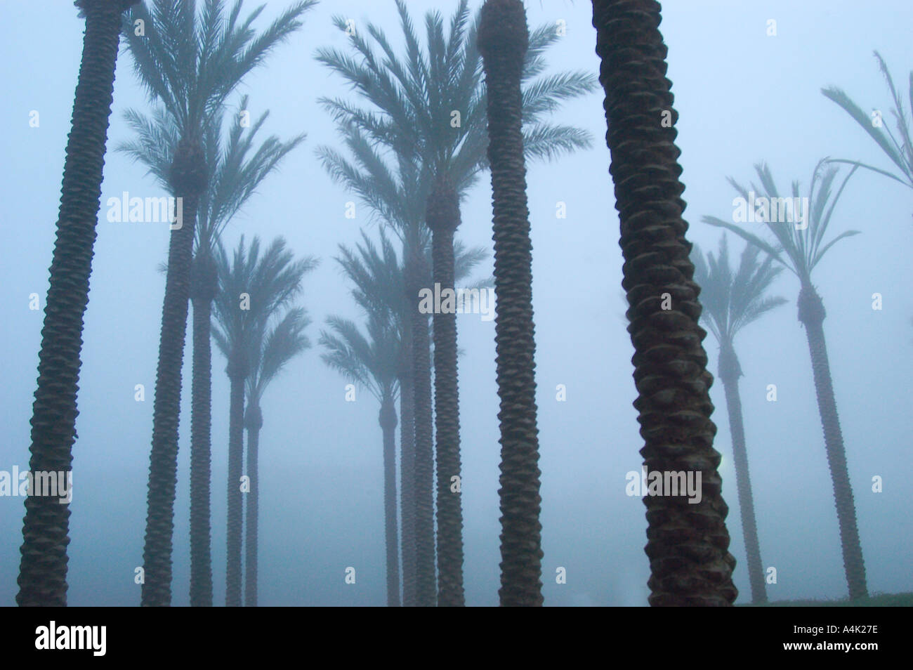 palme Foto Stock