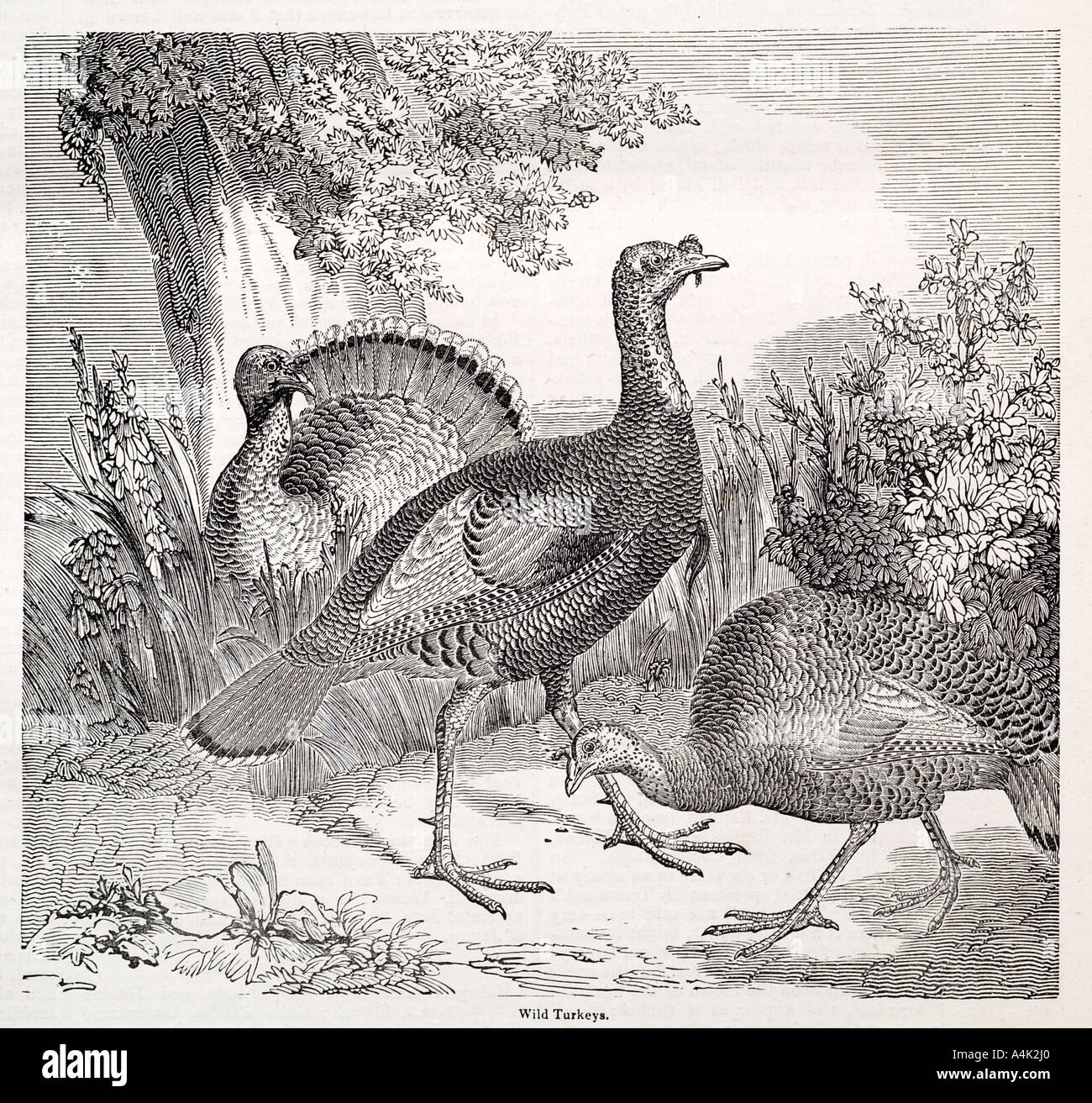 Il tacchino selvatico influenza la vita naturale storia natura la deposizione delle uova di uccello ala piuma volare feed beak artiglio di Peck Foto Stock