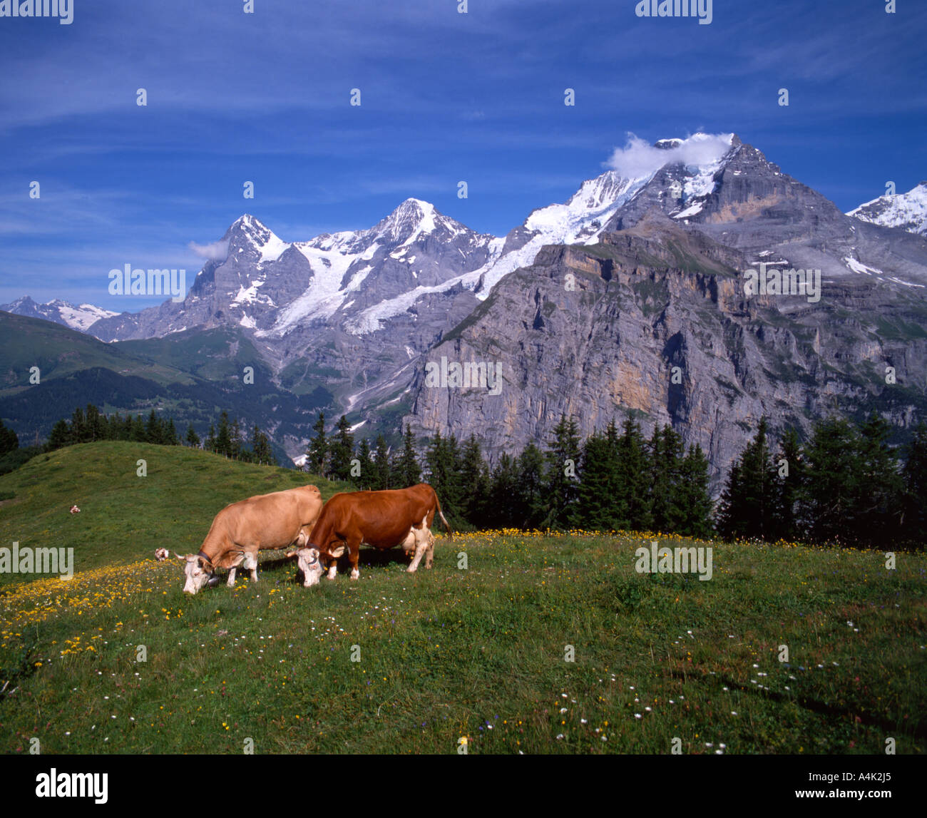 Le mucche al pascolo sulle verdi pascoli alpini con una vista del massiccio Jungfrau in distanza. Foto Stock