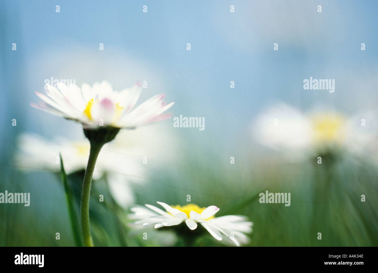Daisy Bellis Perennis REGNO UNITO Foto Stock