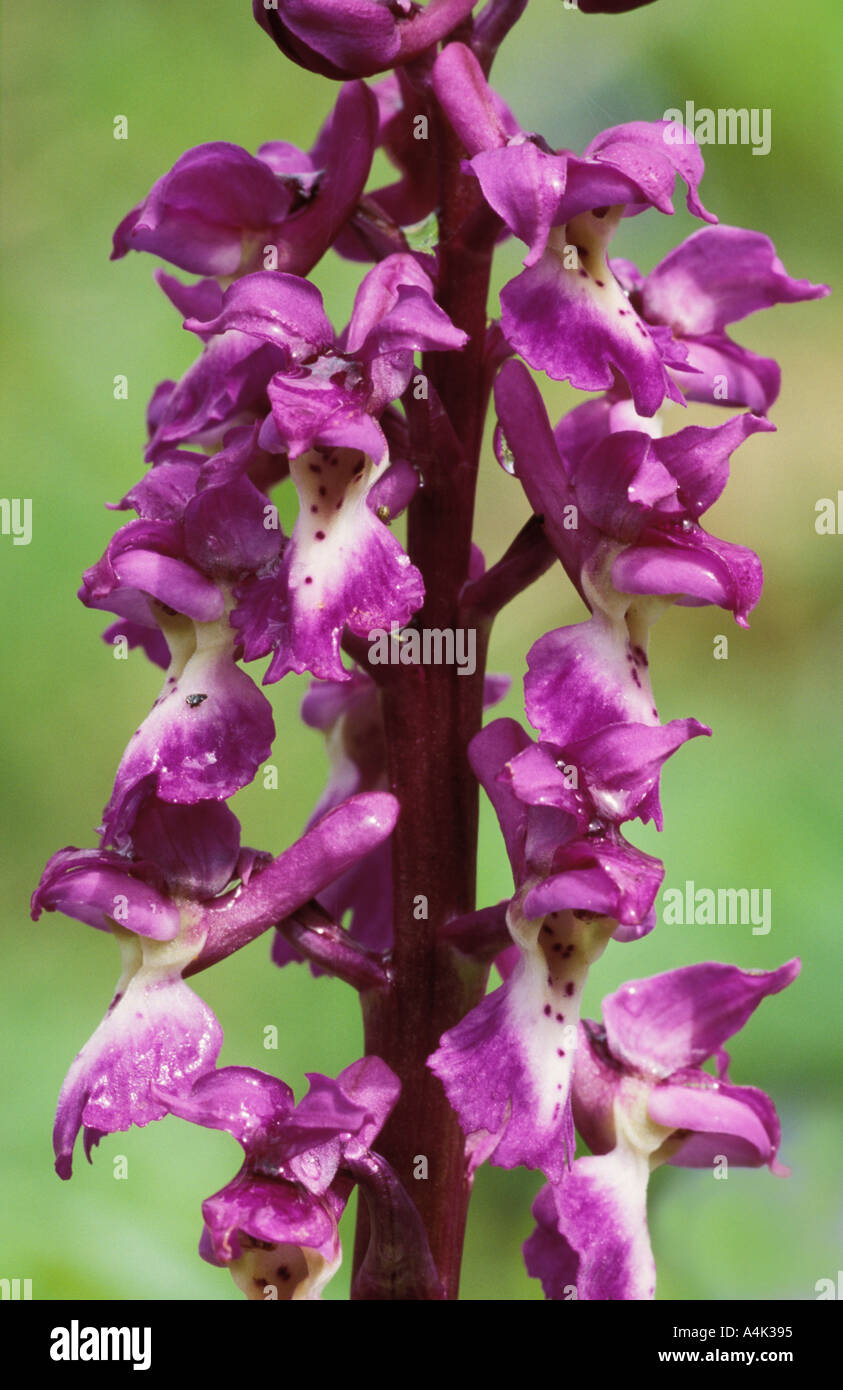 Inizio purple orchid REGNO UNITO Foto Stock