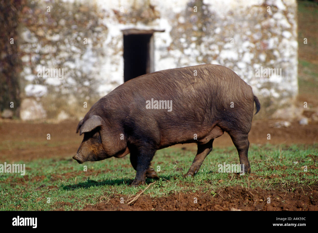 Pata Negra pig Spagna Foto stock - Alamy