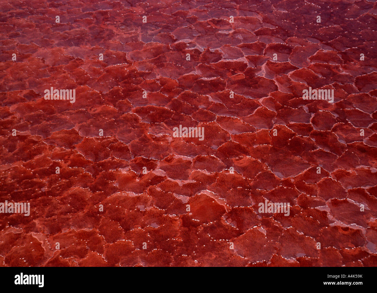 Il Lago Natron, Tanzania, il pigmento rosso del cianobatteri producono il rosso profondo dell'acqua aperto Foto Stock