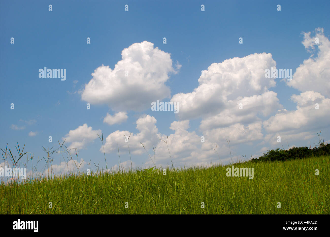 Il Cumulus bianco delle nuvole e il verde erba Foto Stock