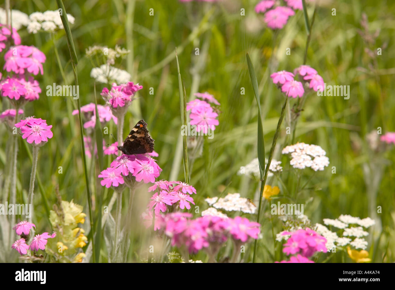 Una piccola farfalla Tortoishell in Svizzera, un prato di fiori selvaggi Foto Stock