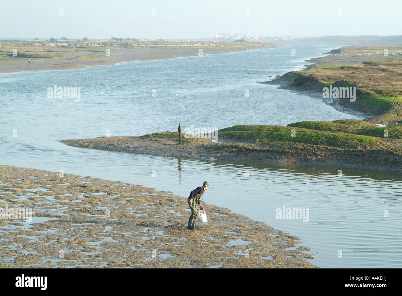 Selezione di frutti di mare nel Ria Formosa vicino a Quinta do Lago in Algarve Foto Stock