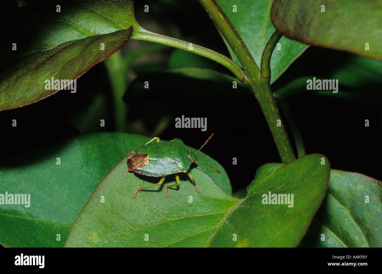 Comune di schermo verde Bug (Palomena prasina) nel Regno Unito Foto Stock