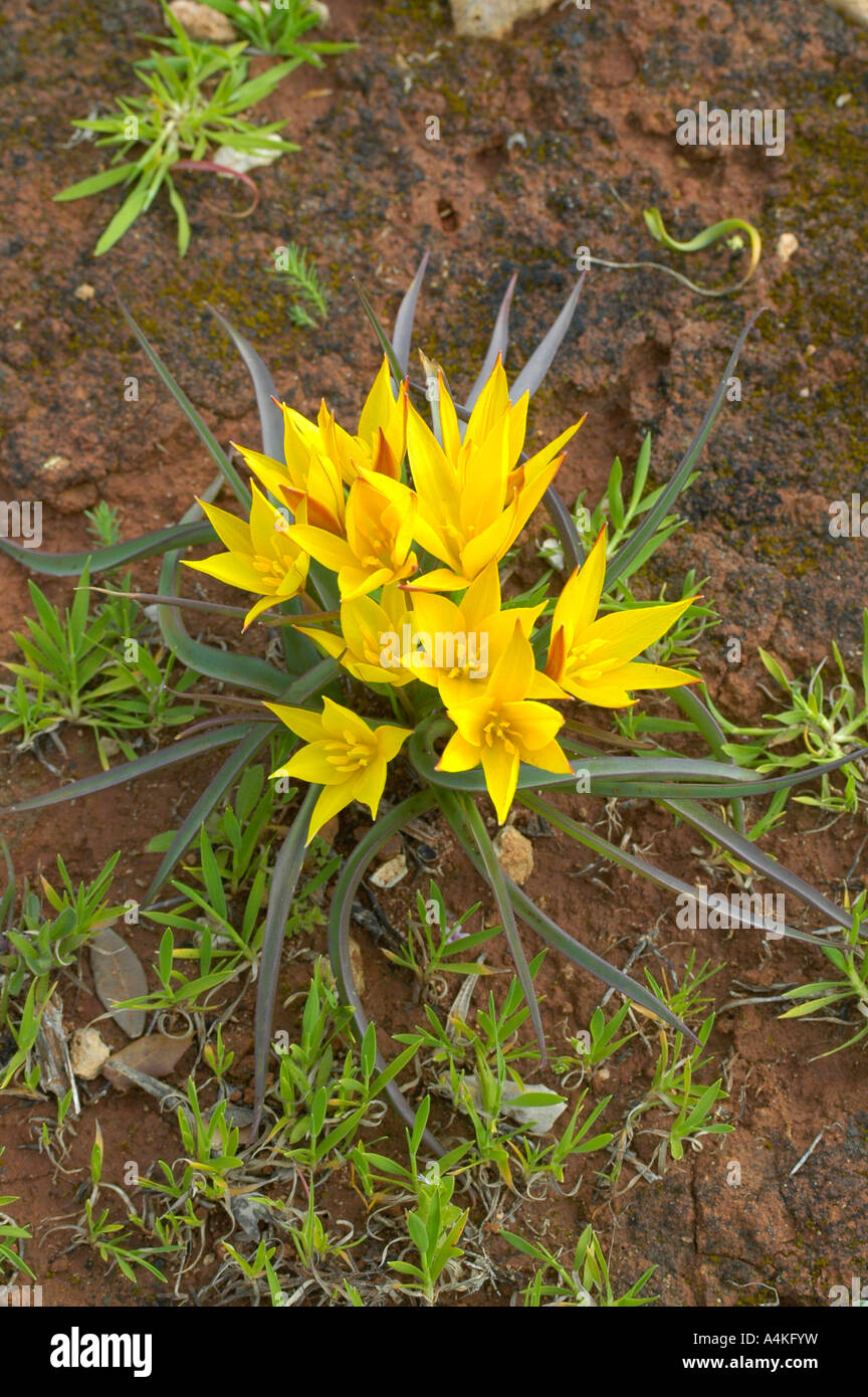 Tulipano selvatico; Tulipa australis Foto Stock