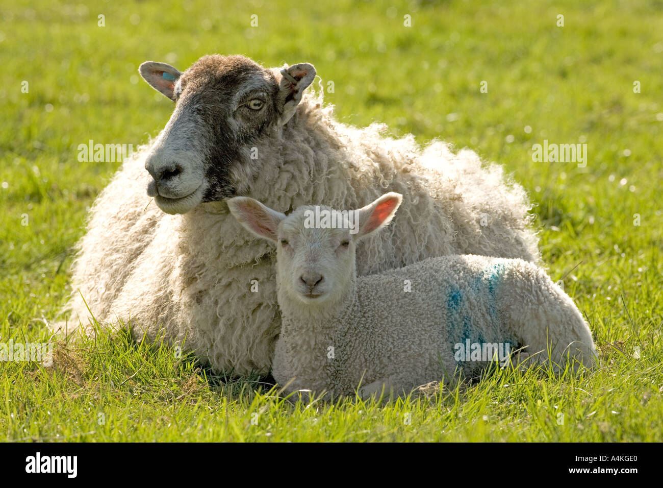 Agnello per pecora in appoggio Togeter Foto Stock