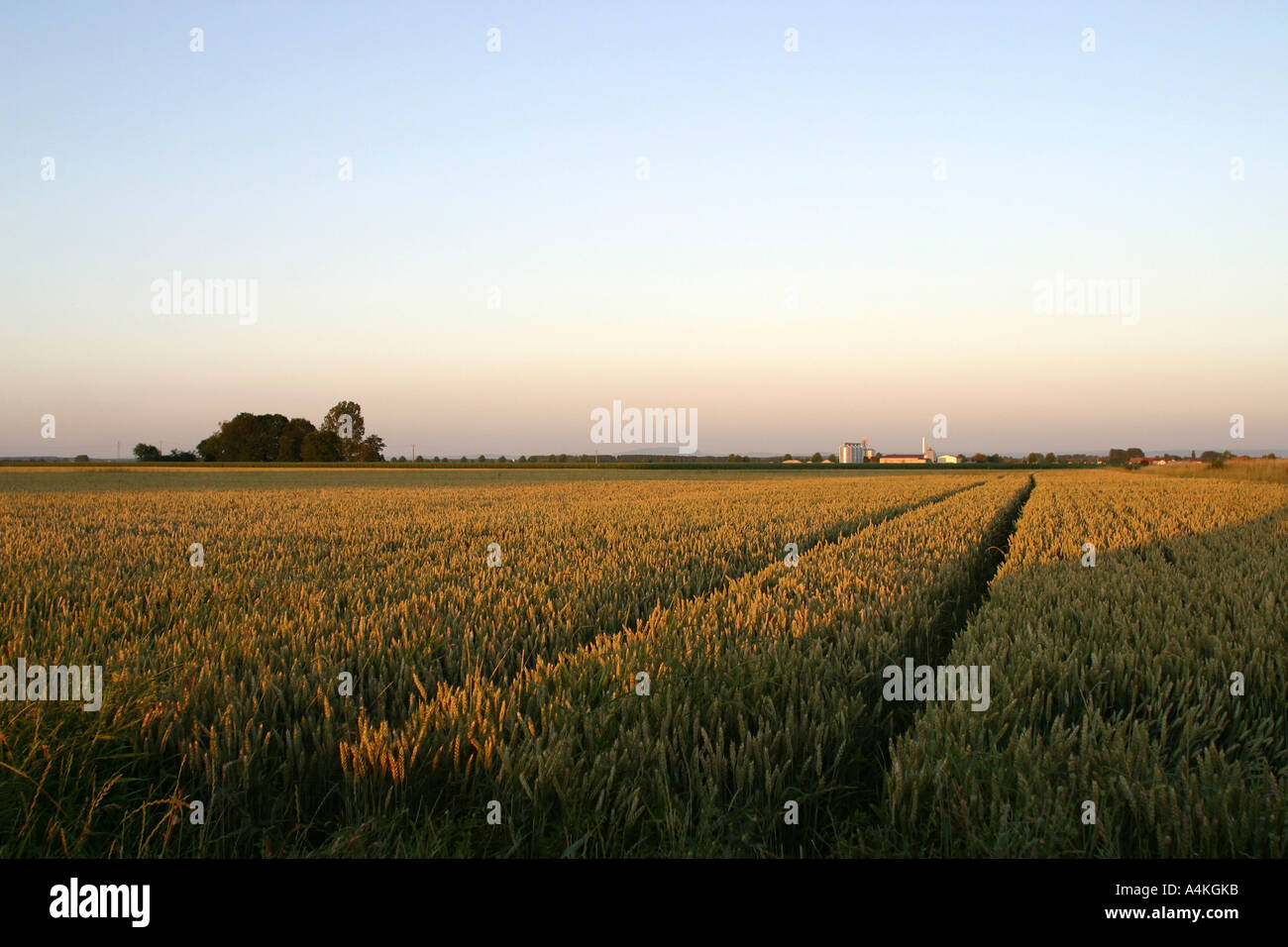 Francia, Giura, wheatfield Foto Stock