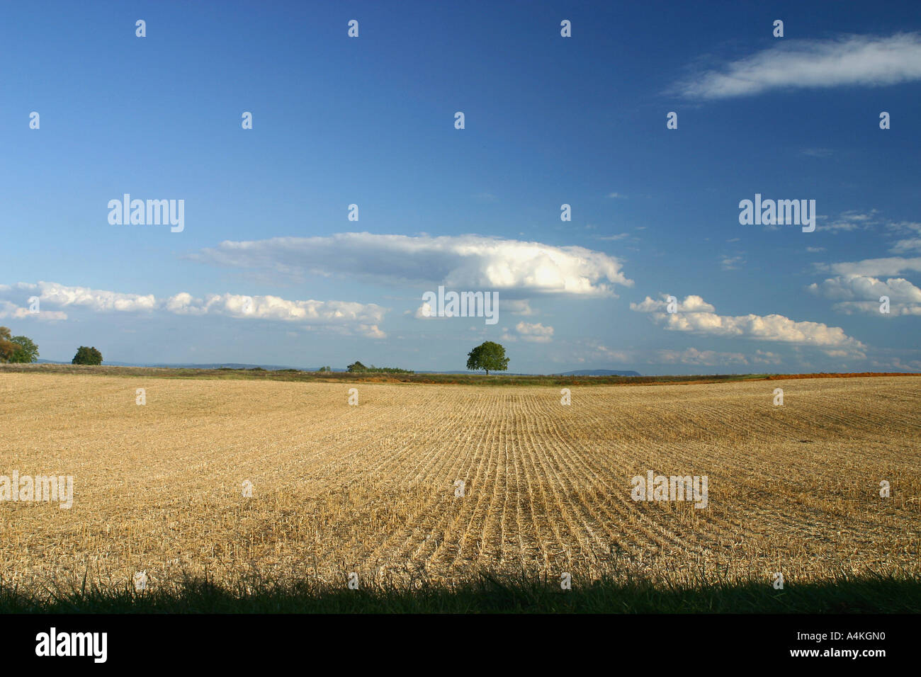 Francia, Giura, wheatfield Foto Stock