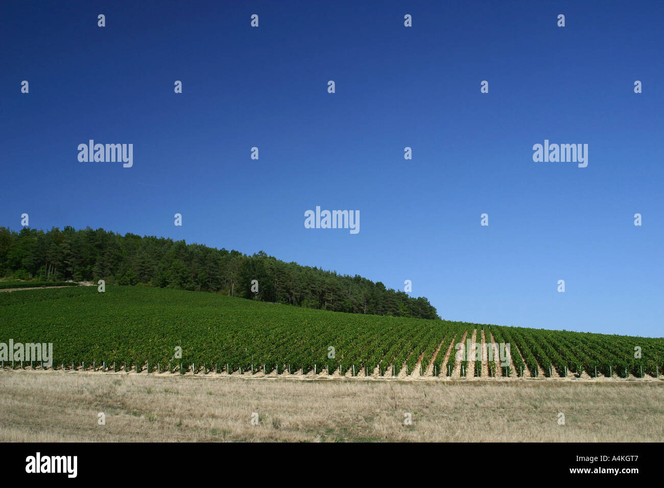 Francia, Champagne-Ardenne, vigneto Foto Stock