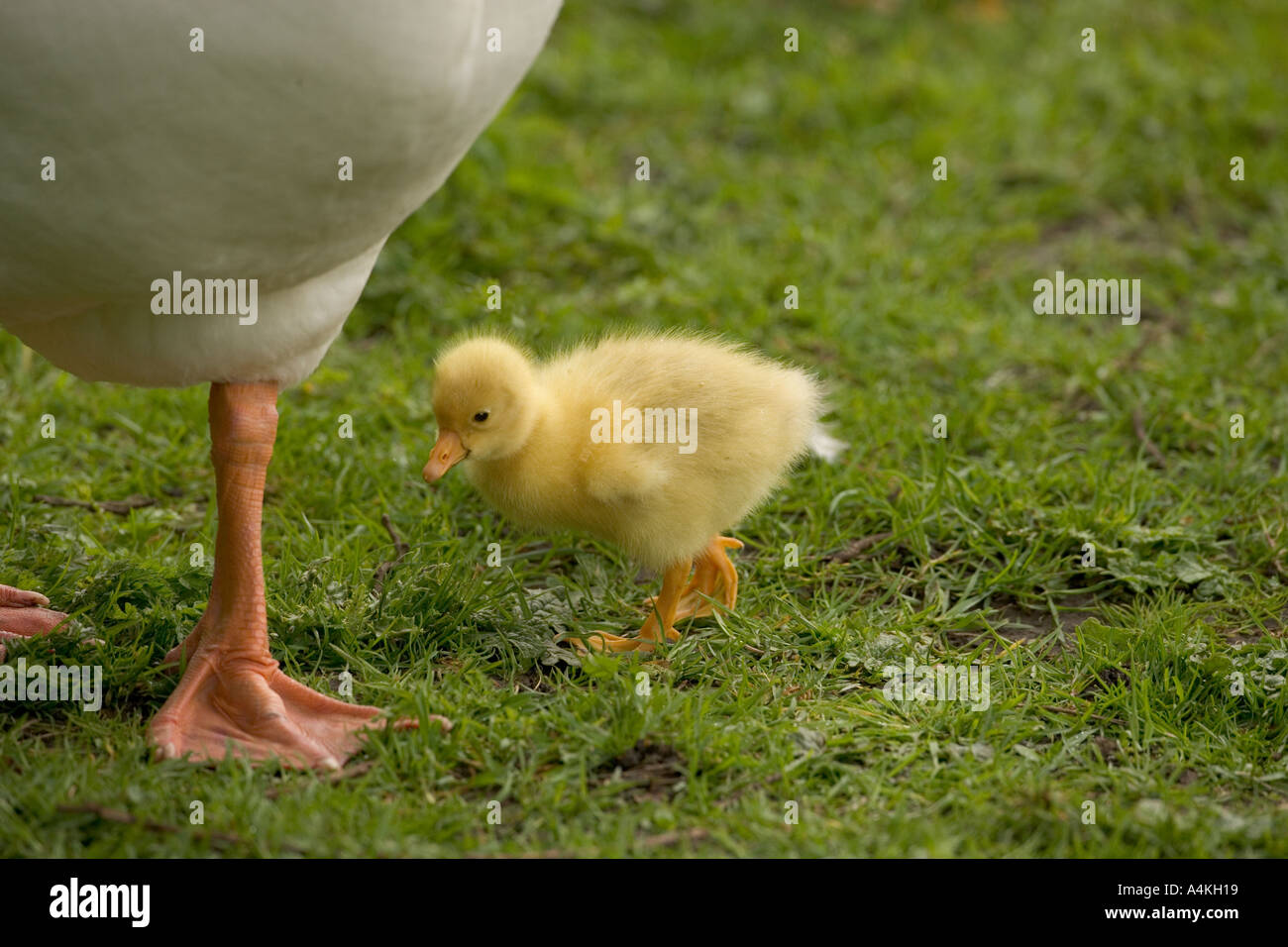 Mamma Goose con Gosling Foto Stock