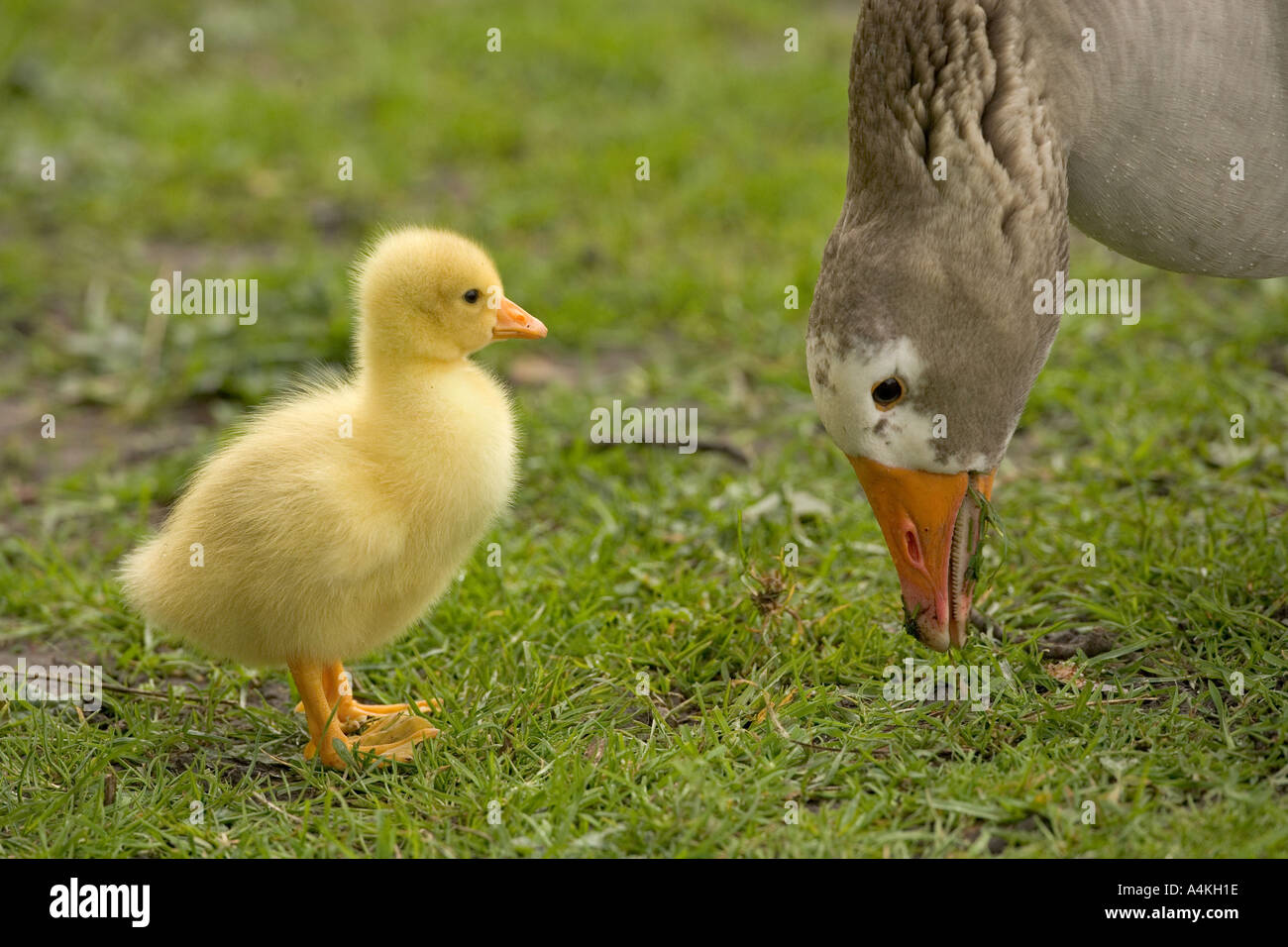 Mamma Goose con Gosling Foto Stock