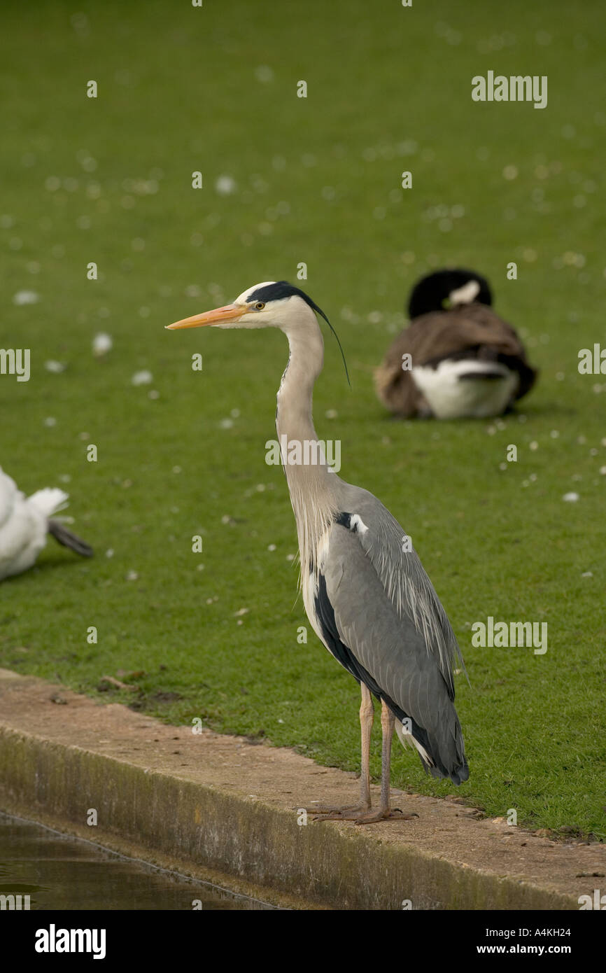 Airone cenerino Ardea cinerea Foto Stock