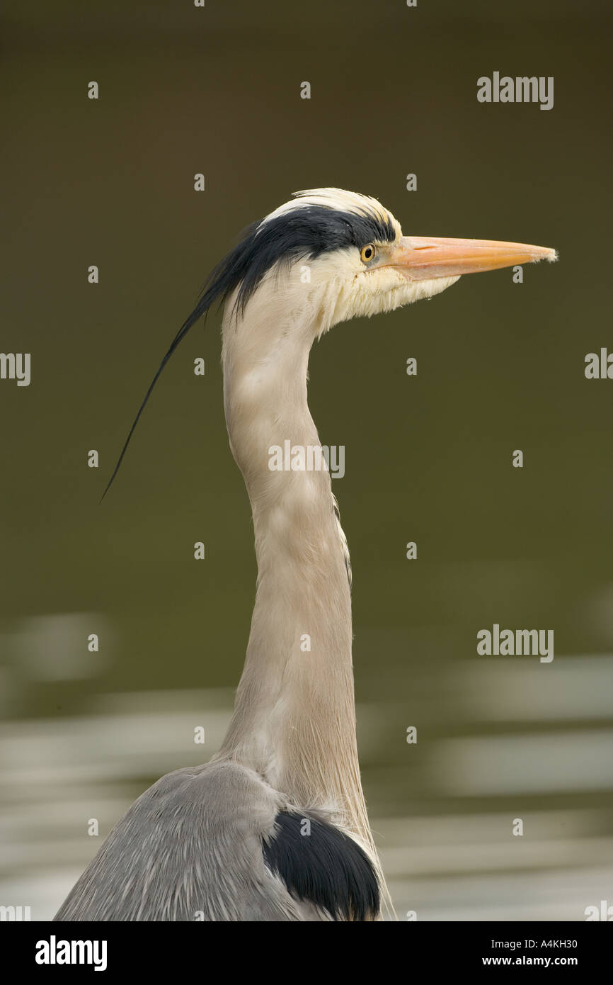 Airone cenerino Ardea cinerea Foto Stock