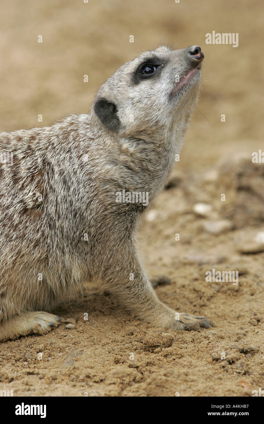 Messa a terra - maschio Suricata suricatta Foto Stock