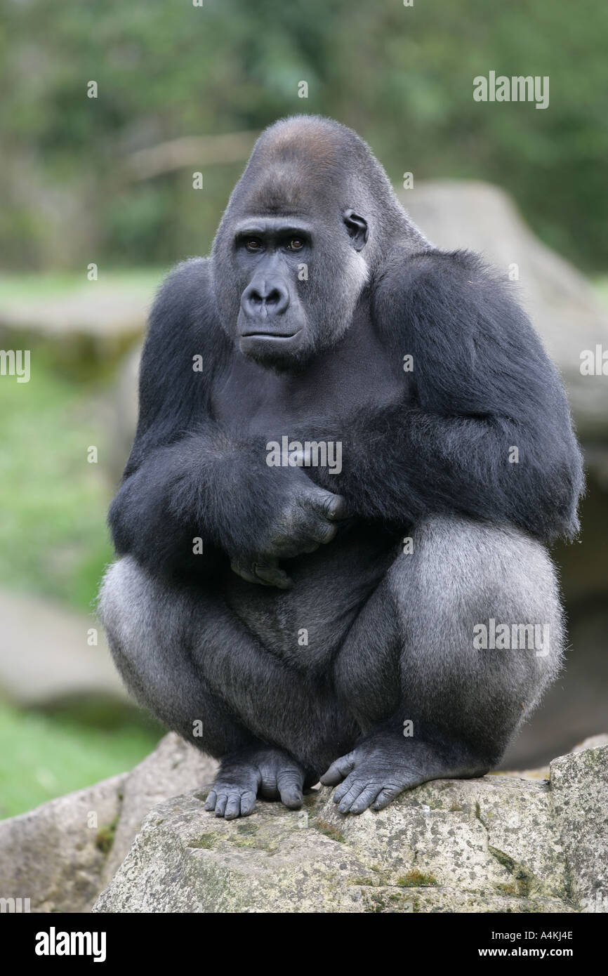 Argento gorilla indietro osservando il suo gruppo Foto Stock