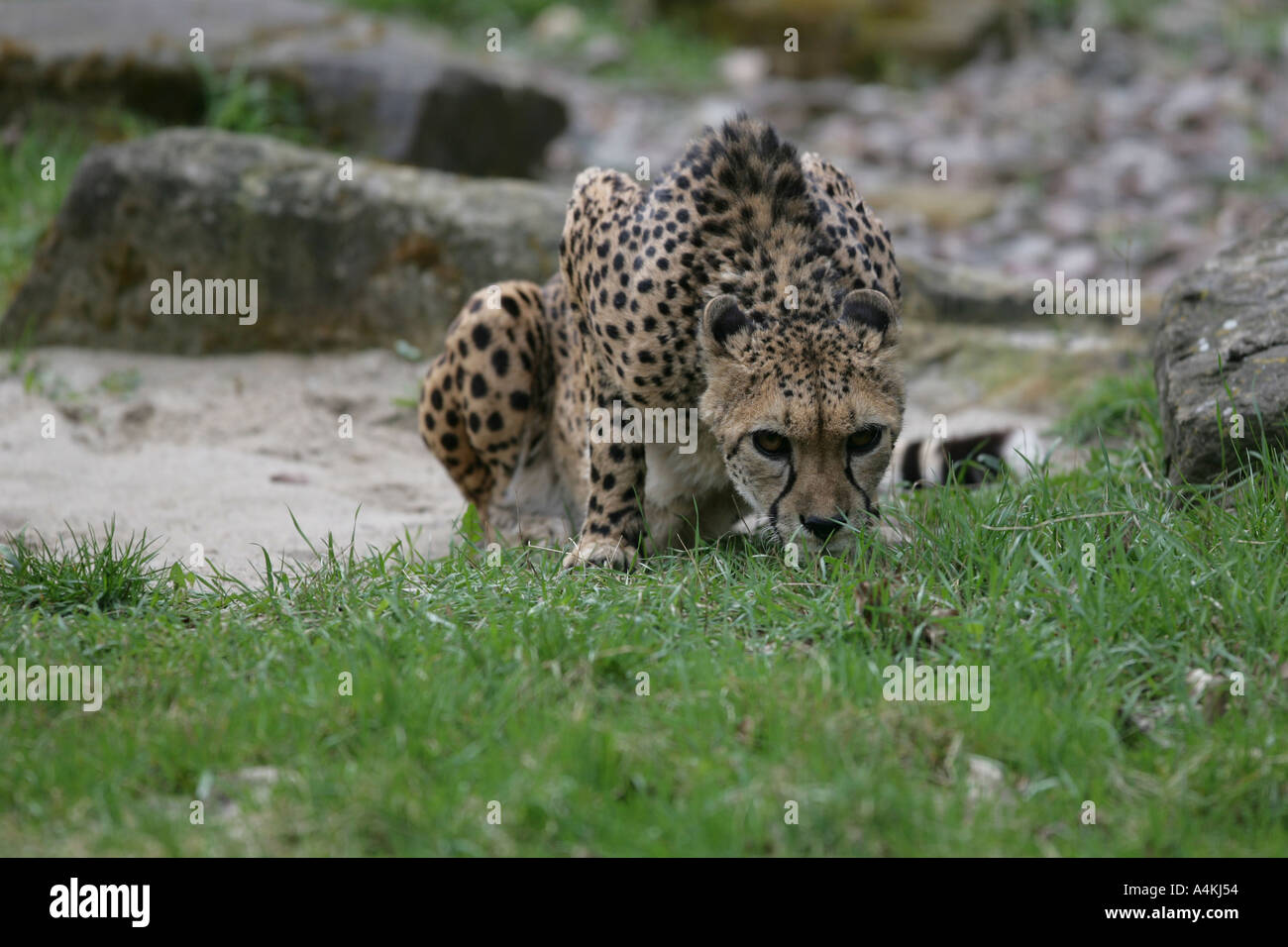Femmina - ghepardo Acinonyx jubatus Foto Stock