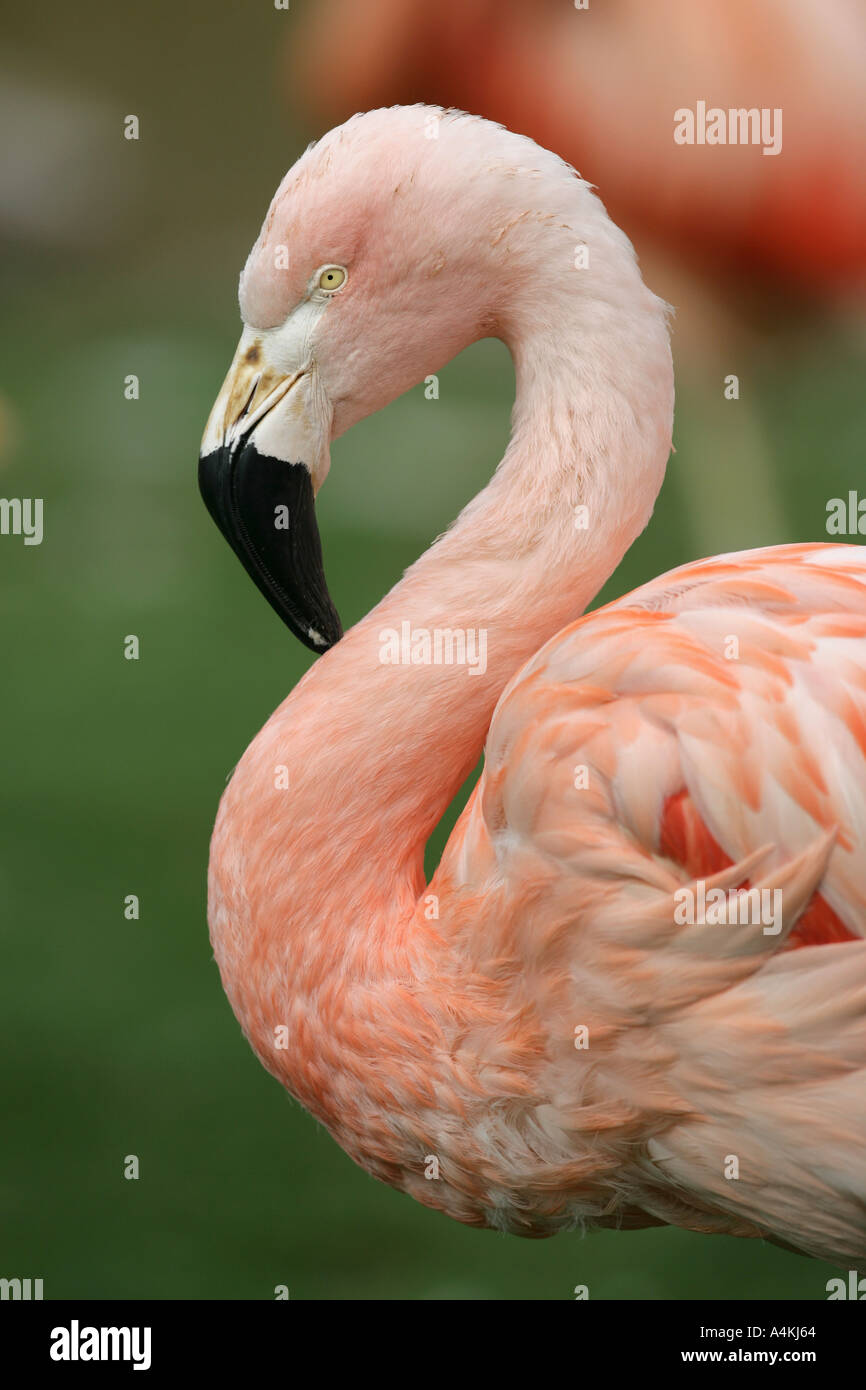 Flamingo closeup Foto Stock