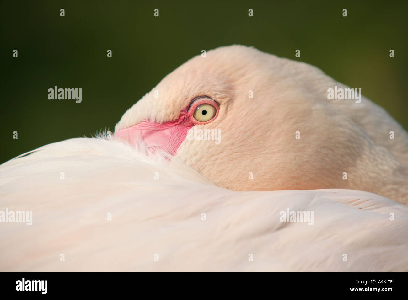 Flamingo con testa in esso s piume Foto Stock
