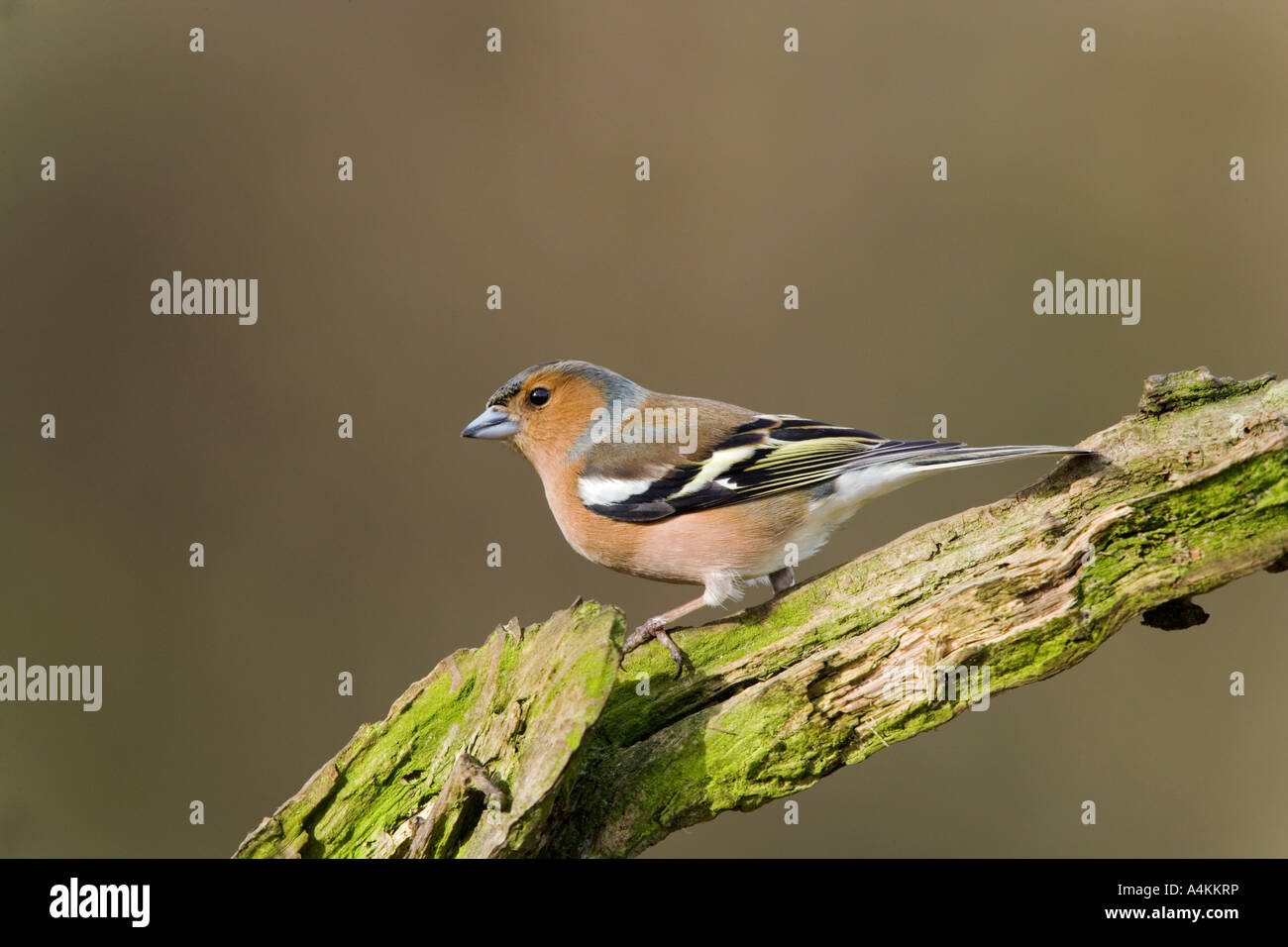 Fringuello Fringilla coelebs sat sul ramo cercando avviso con bello sfondo disinnescare potton bedfordshire Foto Stock