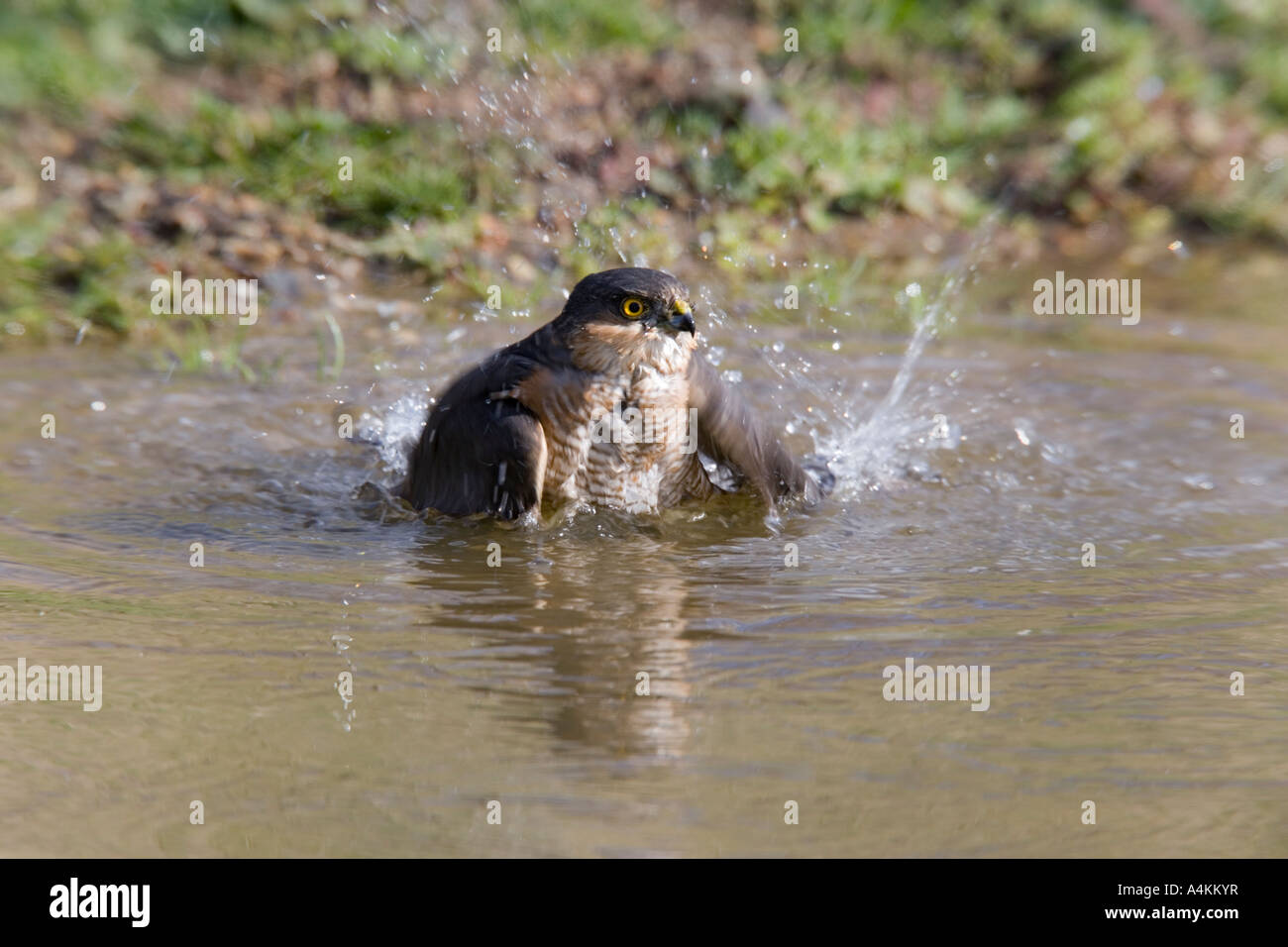 Sparviero Accipiter nisus sat in pond cercando alert con la riflessione in acqua pronta per la vasca da bagno potton bedfordshire Foto Stock