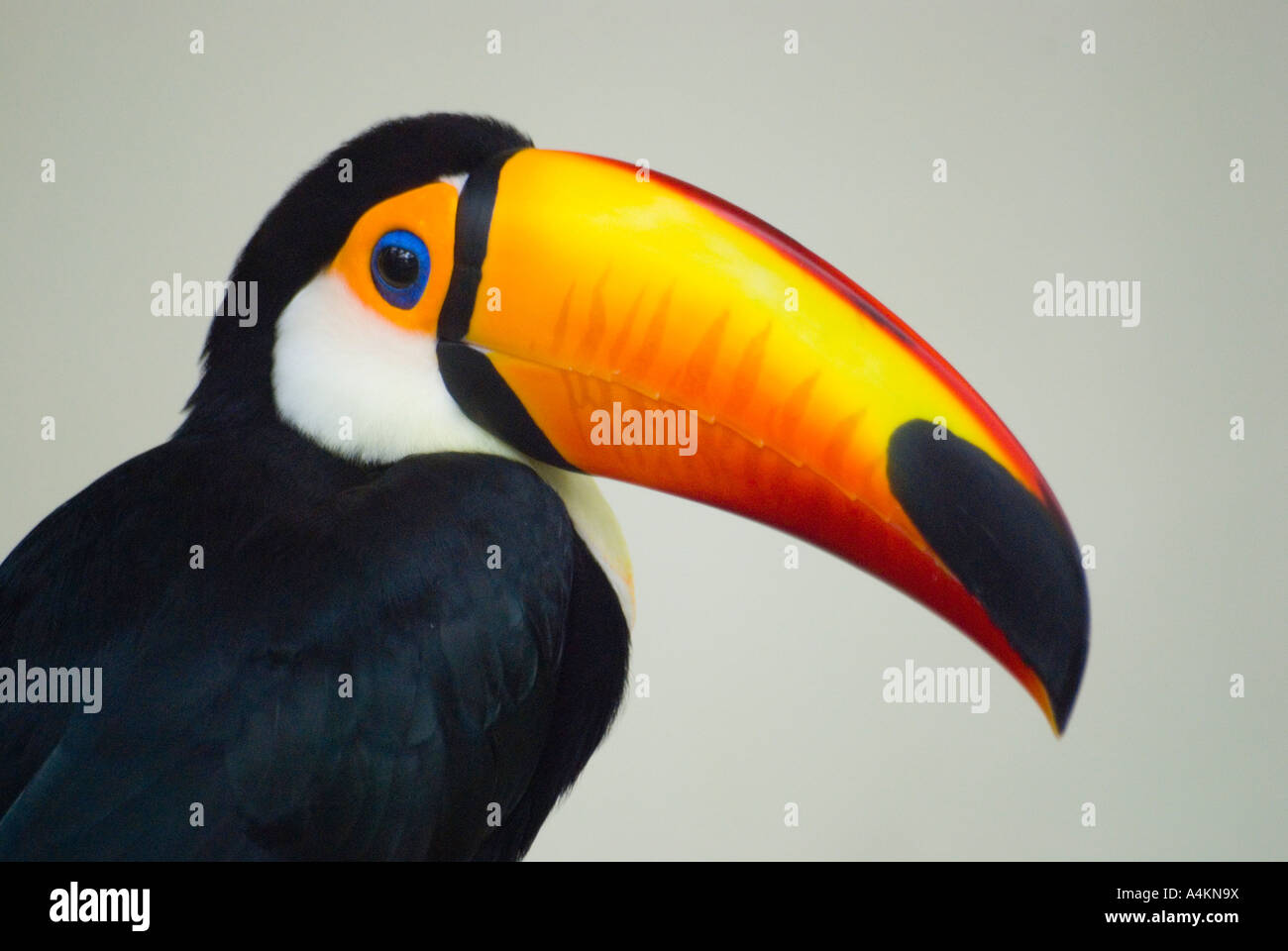 Uccello di Toucan Foto Stock