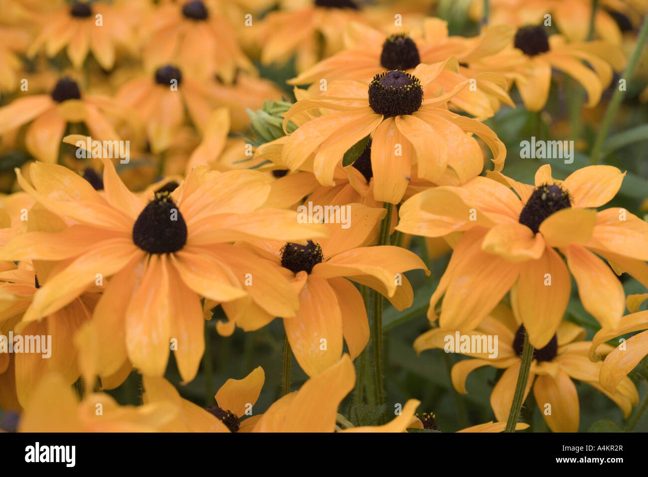 Rudbeckia hirta. Black-eyed o marrone-eyed Susan, Brown Betty, Marrone o Gloriosa o giallo o Poorland o giallo Margherita occhio di bue Foto Stock