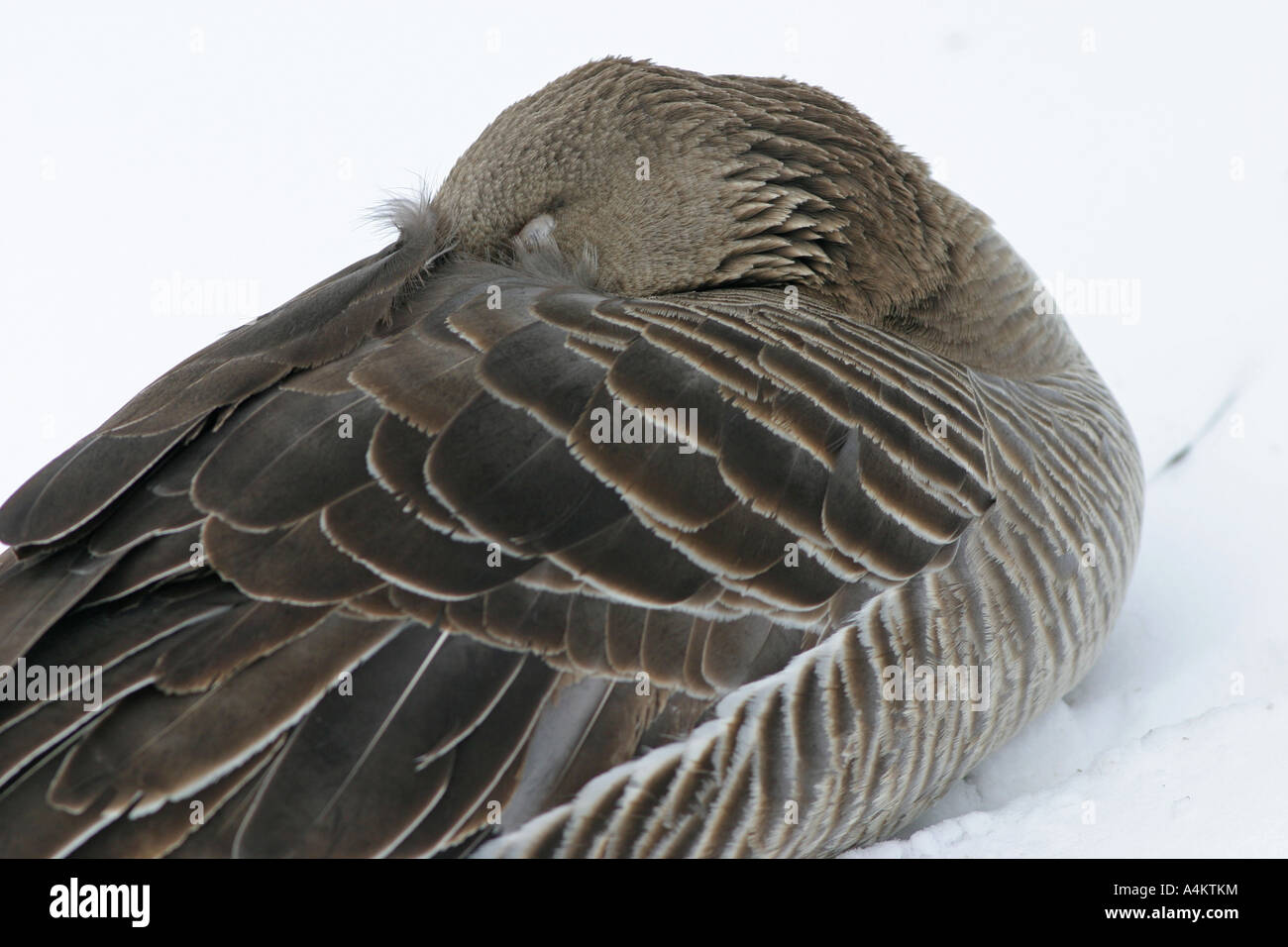 Con facciata bianca Goose Anser erythropus vittima di H5N1 di influenza aviaria, Mar Nero Foto Stock