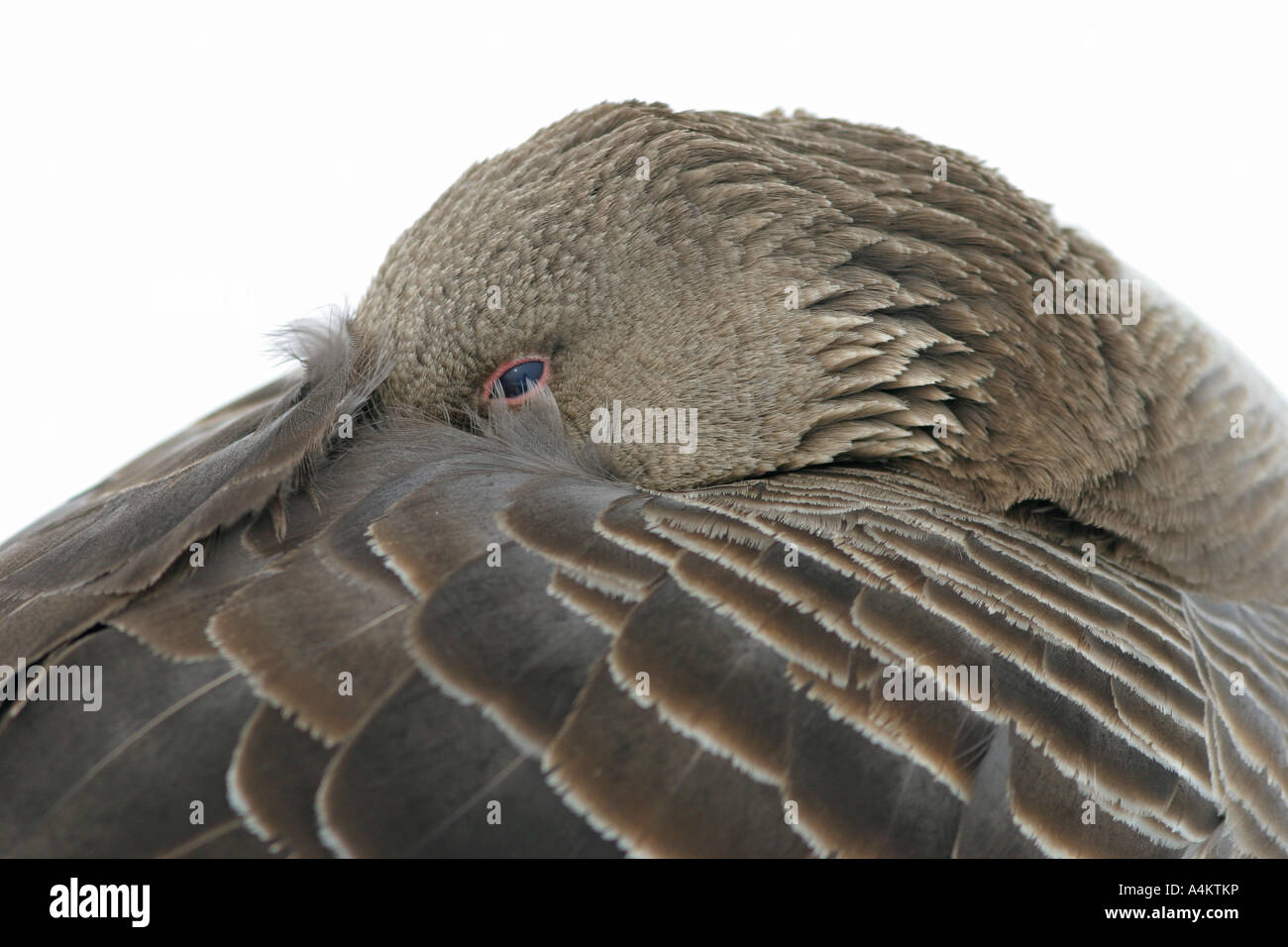 Con facciata bianca Goose Anser erythropus vittima di H5N1 di influenza aviaria, Mar Nero Foto Stock