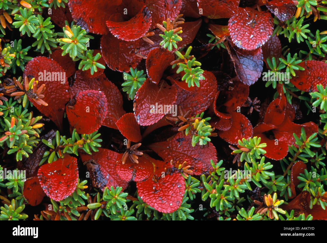 Close up tundra fogliame Foto Stock