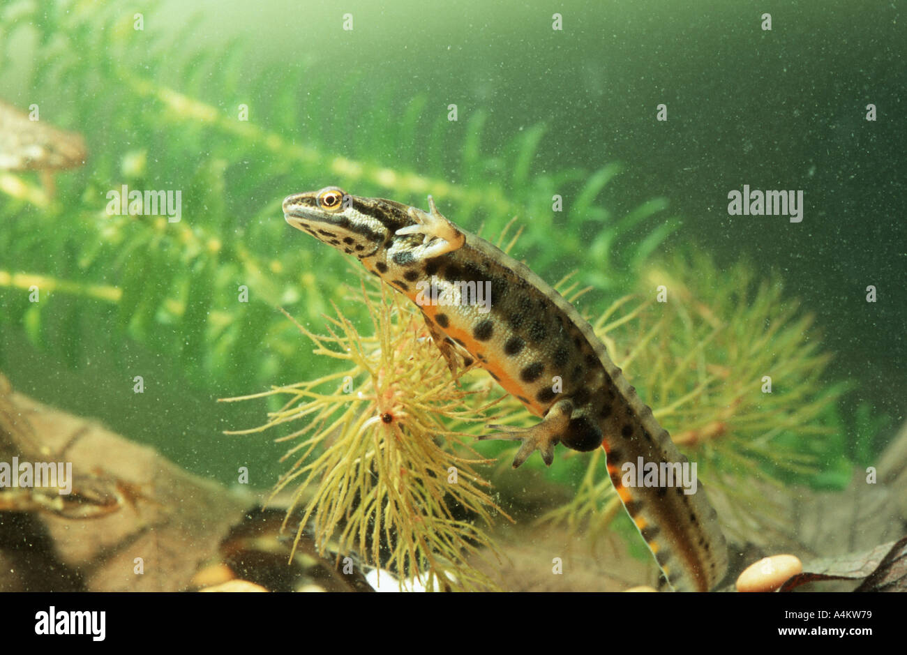 Liscia maschio di tritone underwater Triturus vulgaris Foto Stock