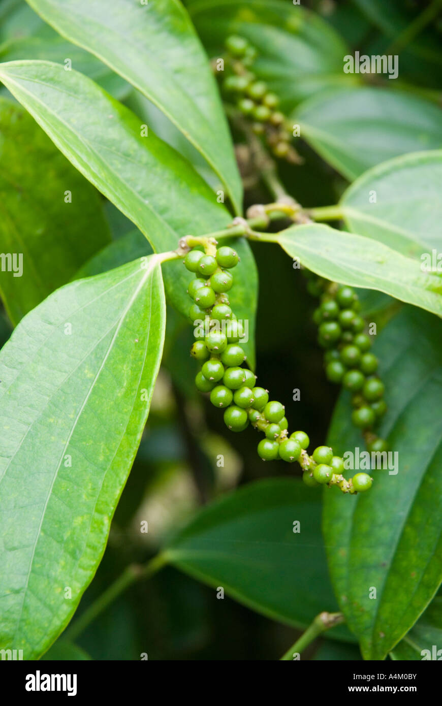 Close up di pepe cresce a una piantagione in Sarawak Borneo Malaysia Foto Stock