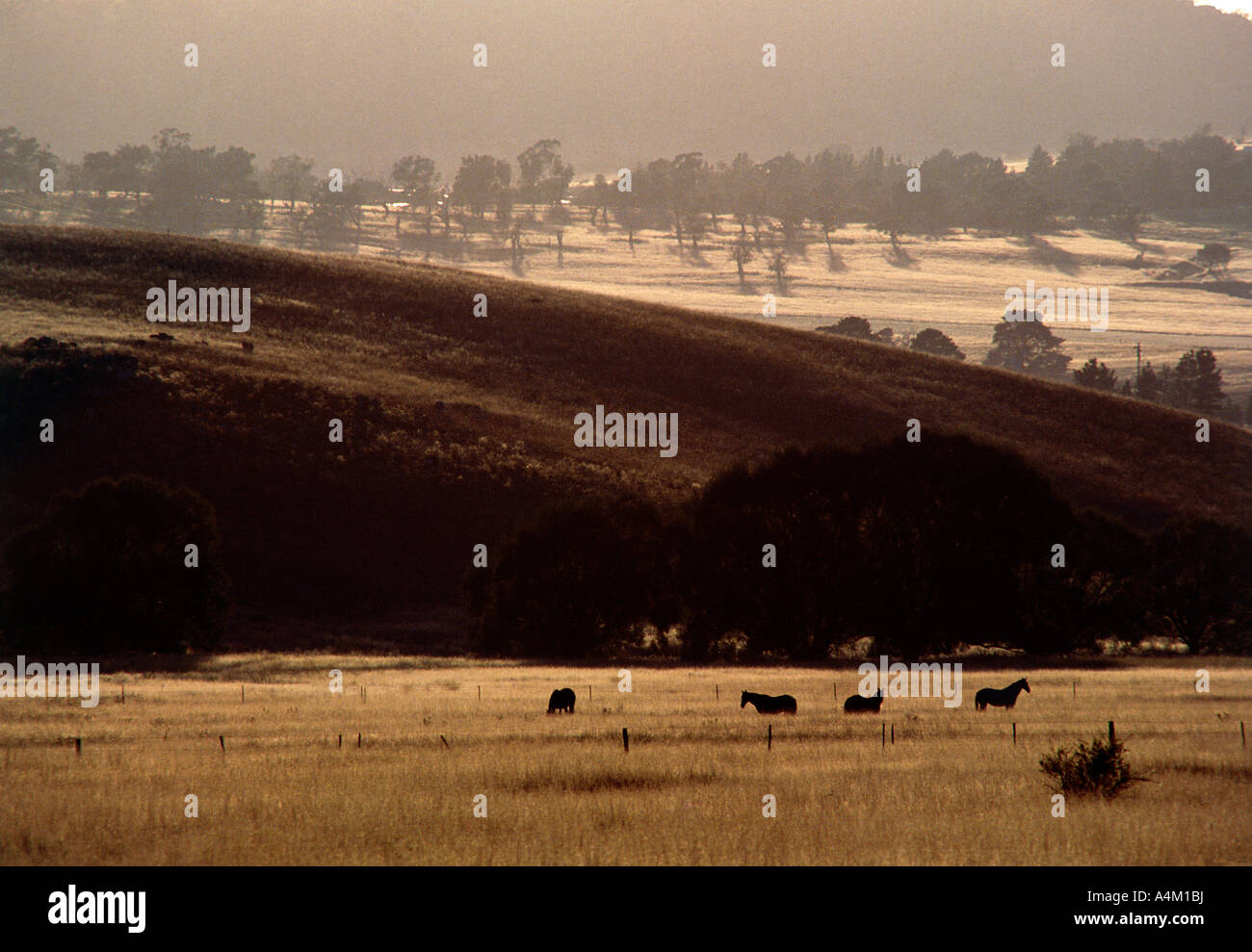 Cavalli al pascolo in un paddock vicino a Cooma Aeroporto NSW Australia Foto Stock