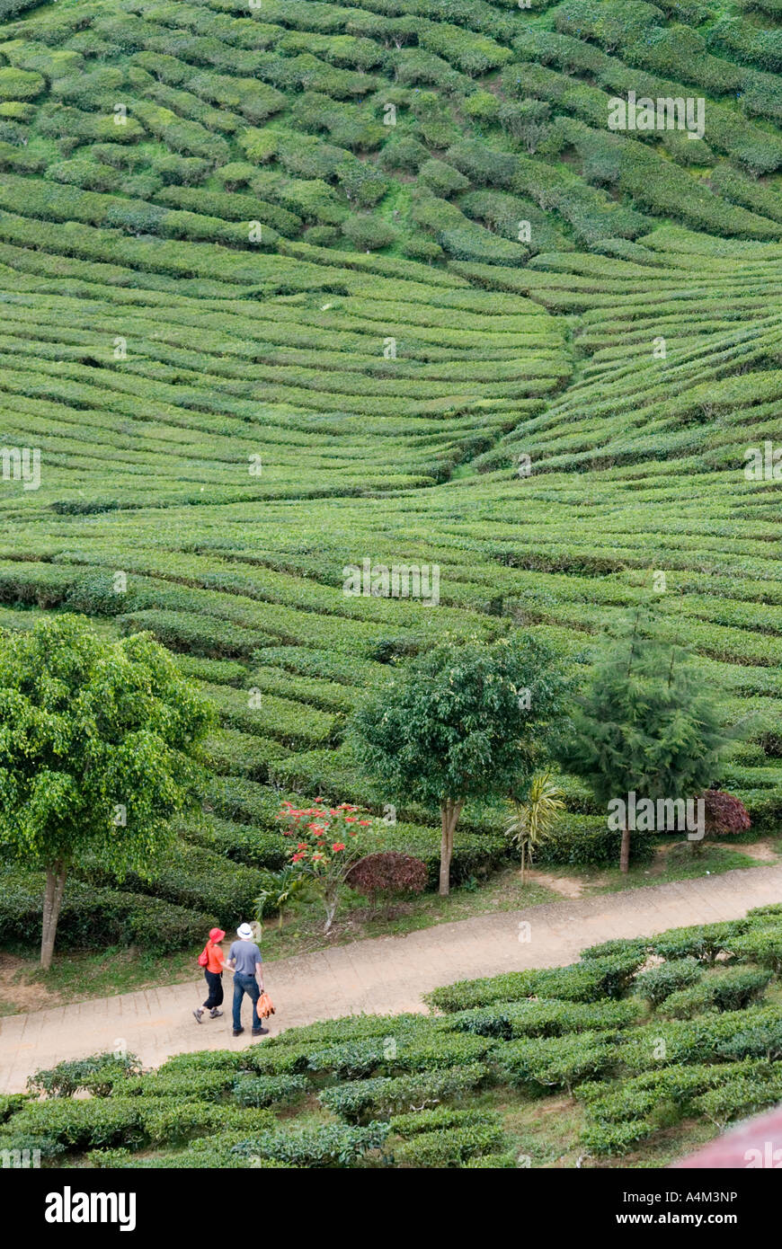 Tè crescente nei pressi di Tanah rata in un clima fresco Cameron Highlands della Malaysia Foto Stock