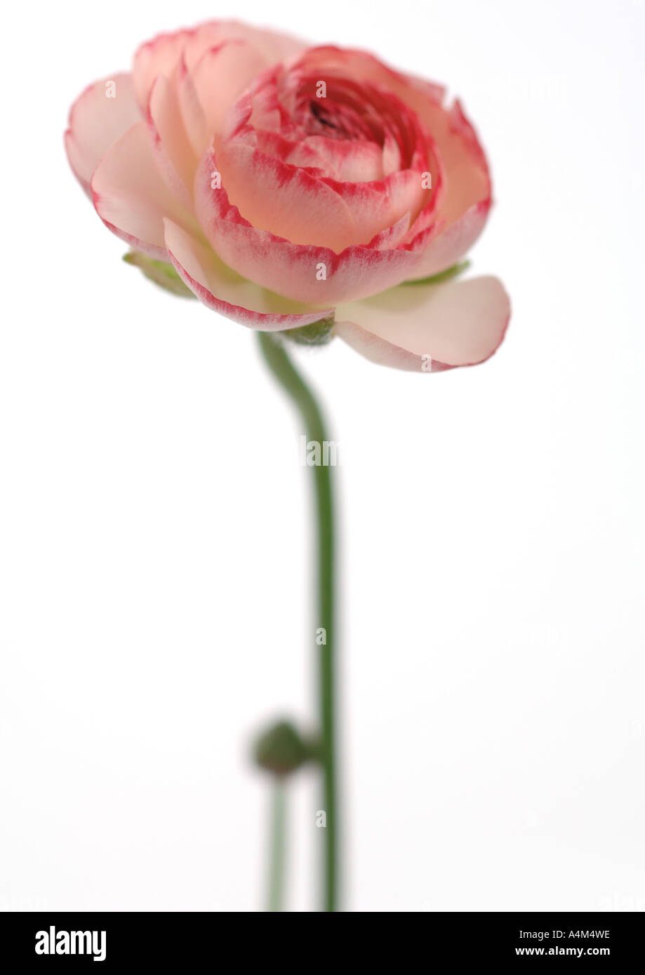 Ranunculus flower Foto Stock