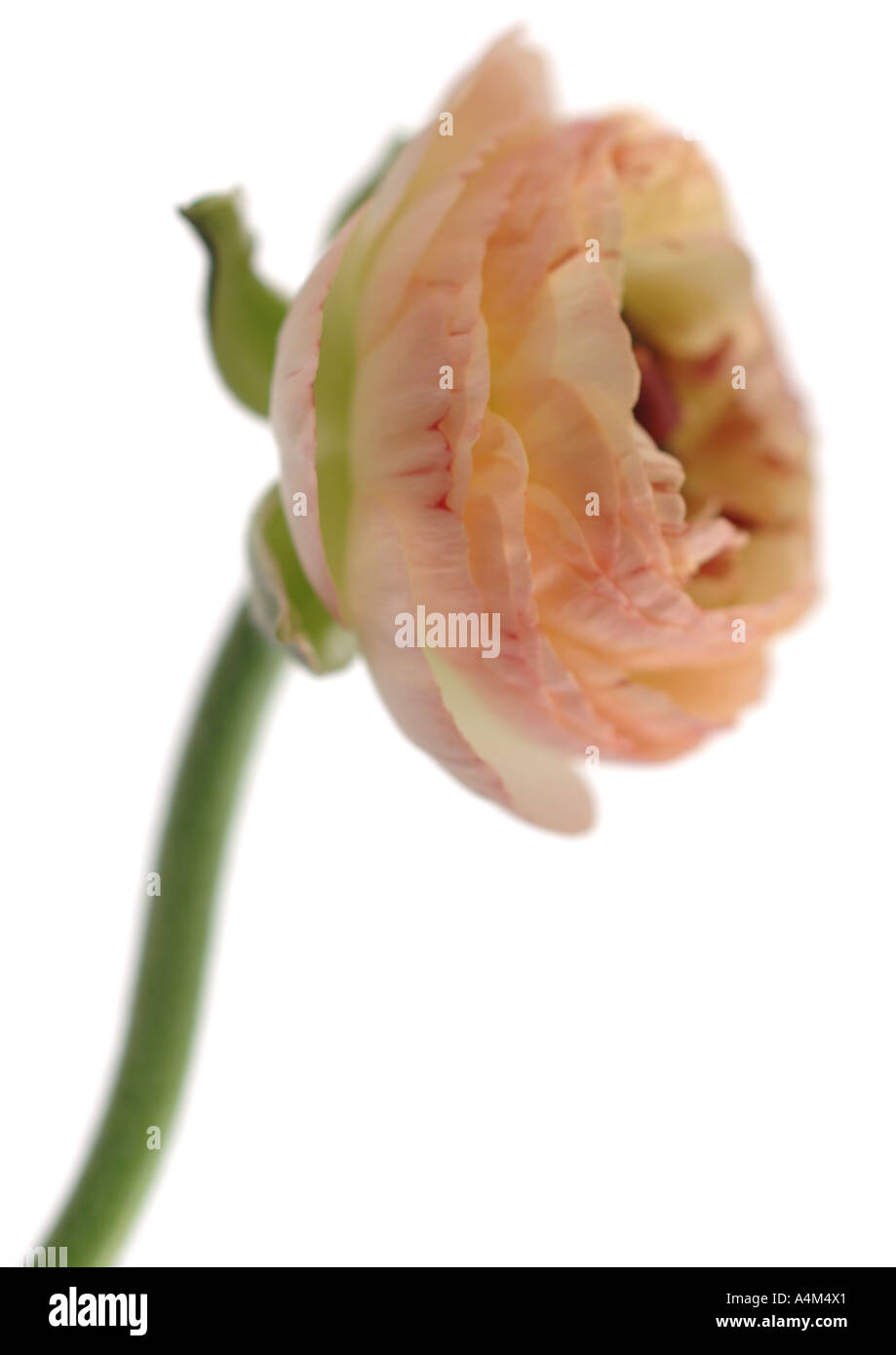 Ranunculus flower, close-up Foto Stock
