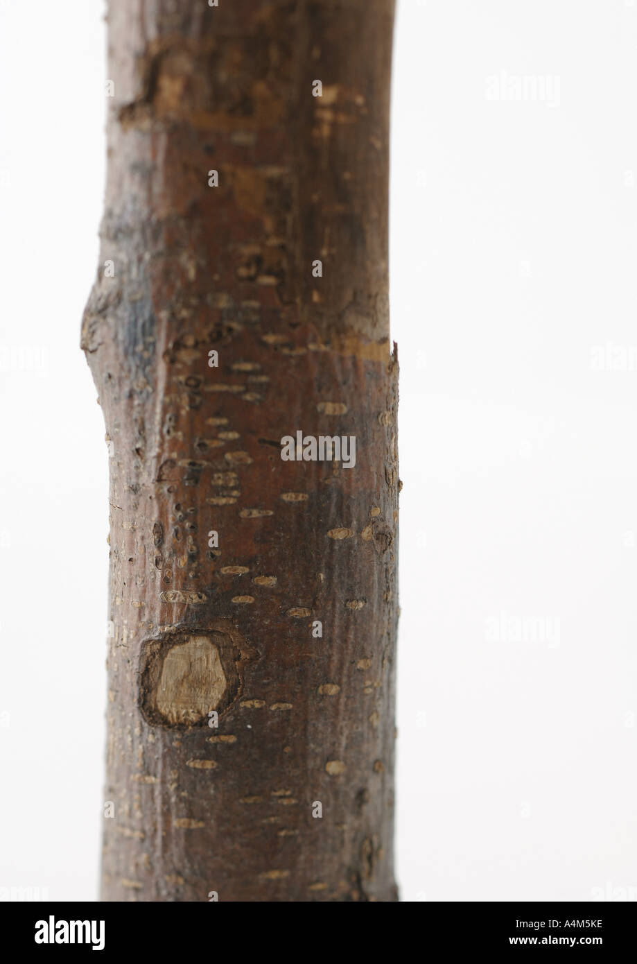 Tronco di albero, close-up Foto Stock