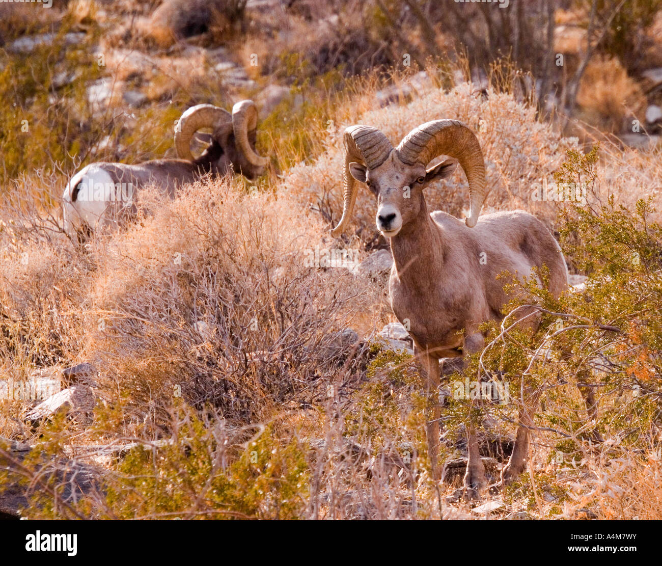 Due maschio deserto big horn pecore visto nel loro habitat naturale nel sud della California. Foto Stock