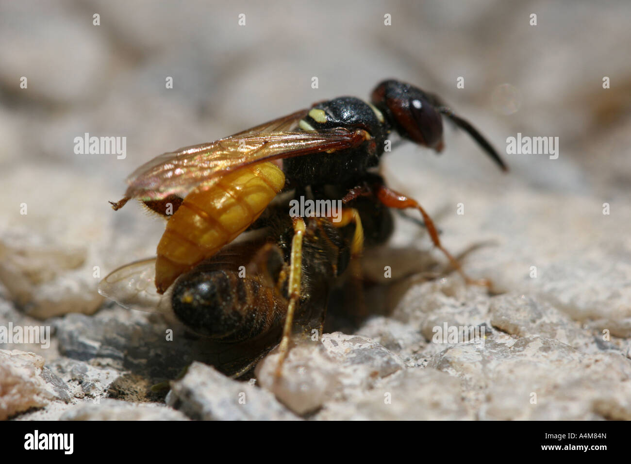 Wasp preda di trascinamento Foto Stock