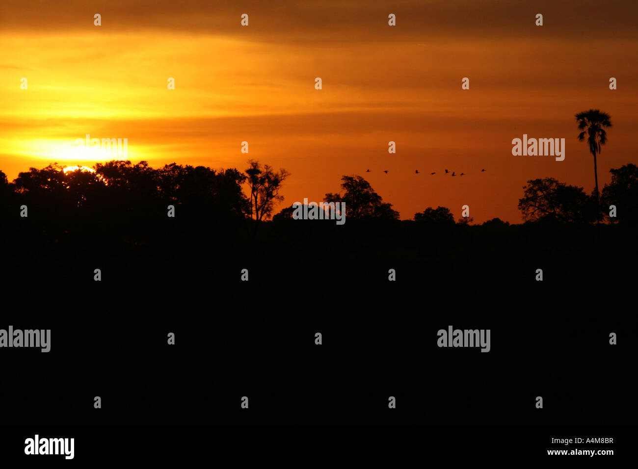 Tramonto in Okavango Delta con gli uccelli e gli alberi in silhouette Foto Stock