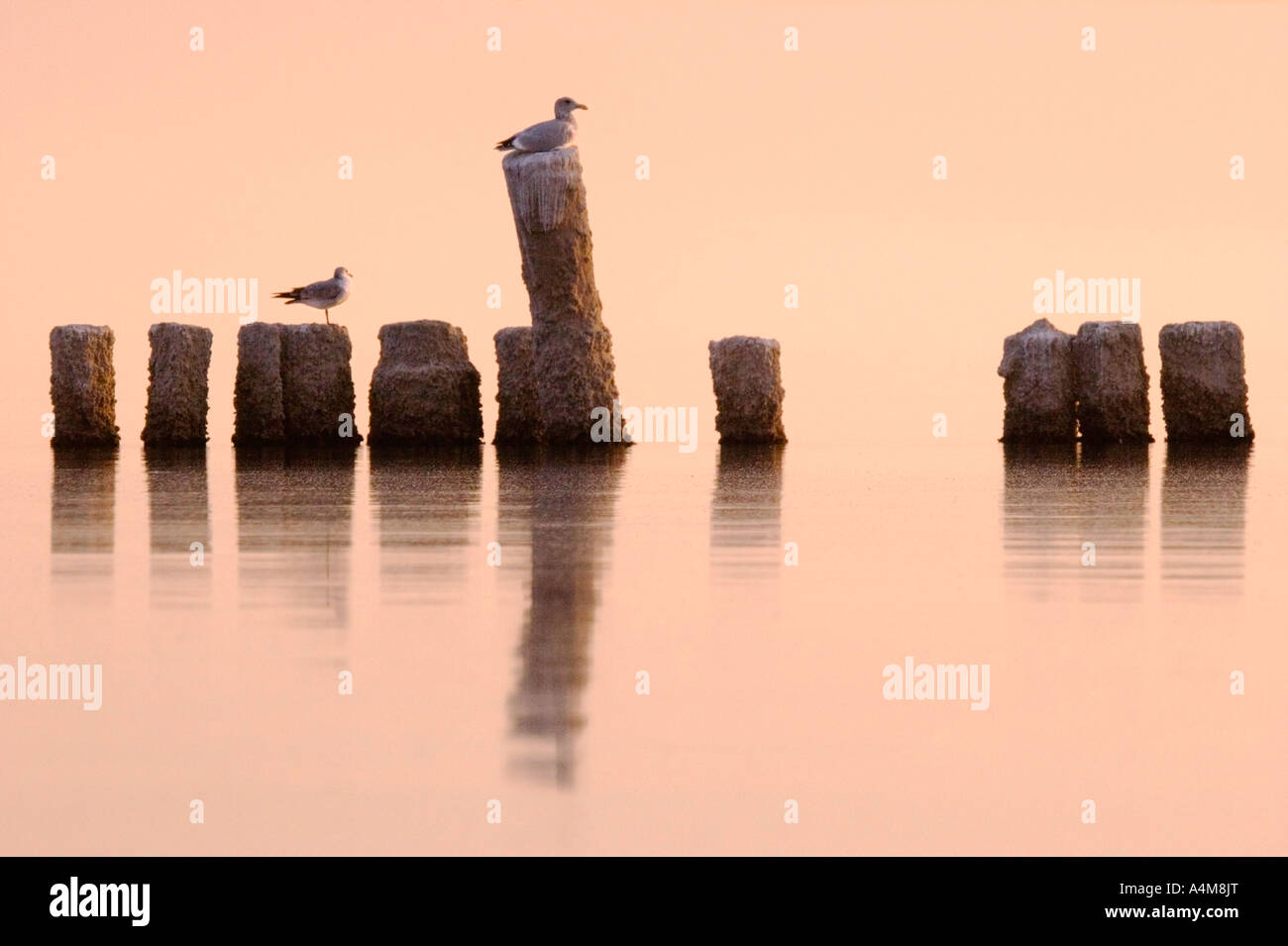 Due gabbiani sedersi sulla cima di palificazioni di legno sporgente fuori dell'acqua calma di una baia al tramonto. Foto Stock