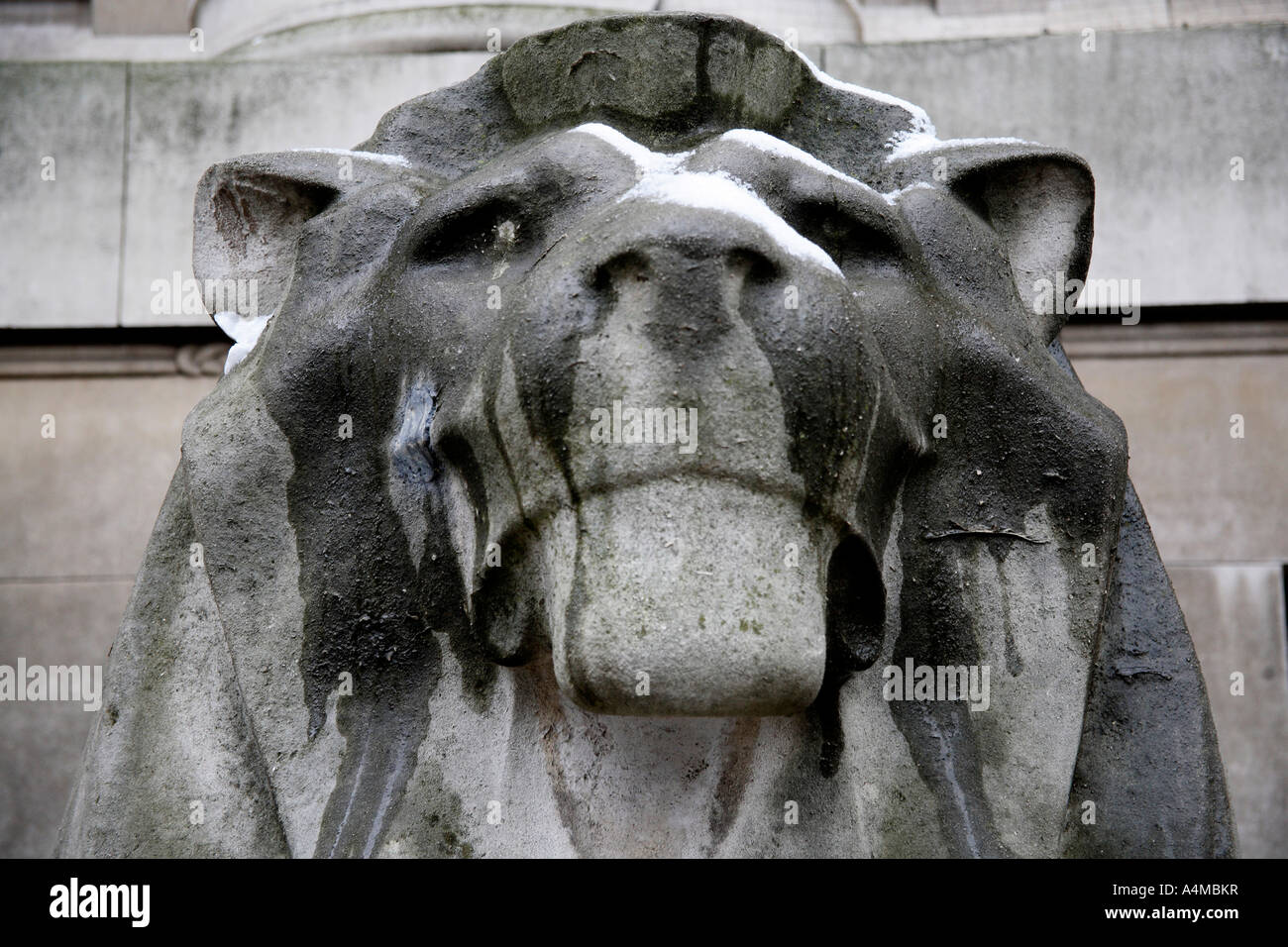 Statua di testa leone con fusione della neve. British Museum, Bloomsbury, Camden, London, England, Regno Unito Foto Stock