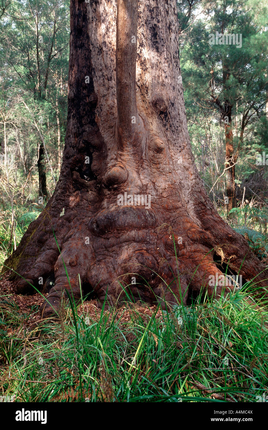 'Nonna tingle', un tingle tree stimato essere di 450 anni nel Walpole Nornalup Parco Nazionale del Western Australia. Foto Stock