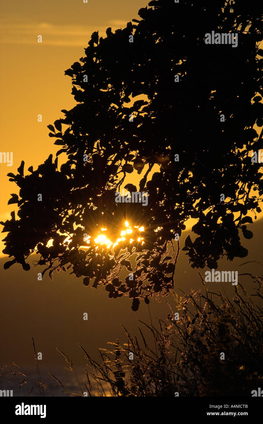 Sole che splende attraverso la struttura ad albero. Scozia Foto Stock