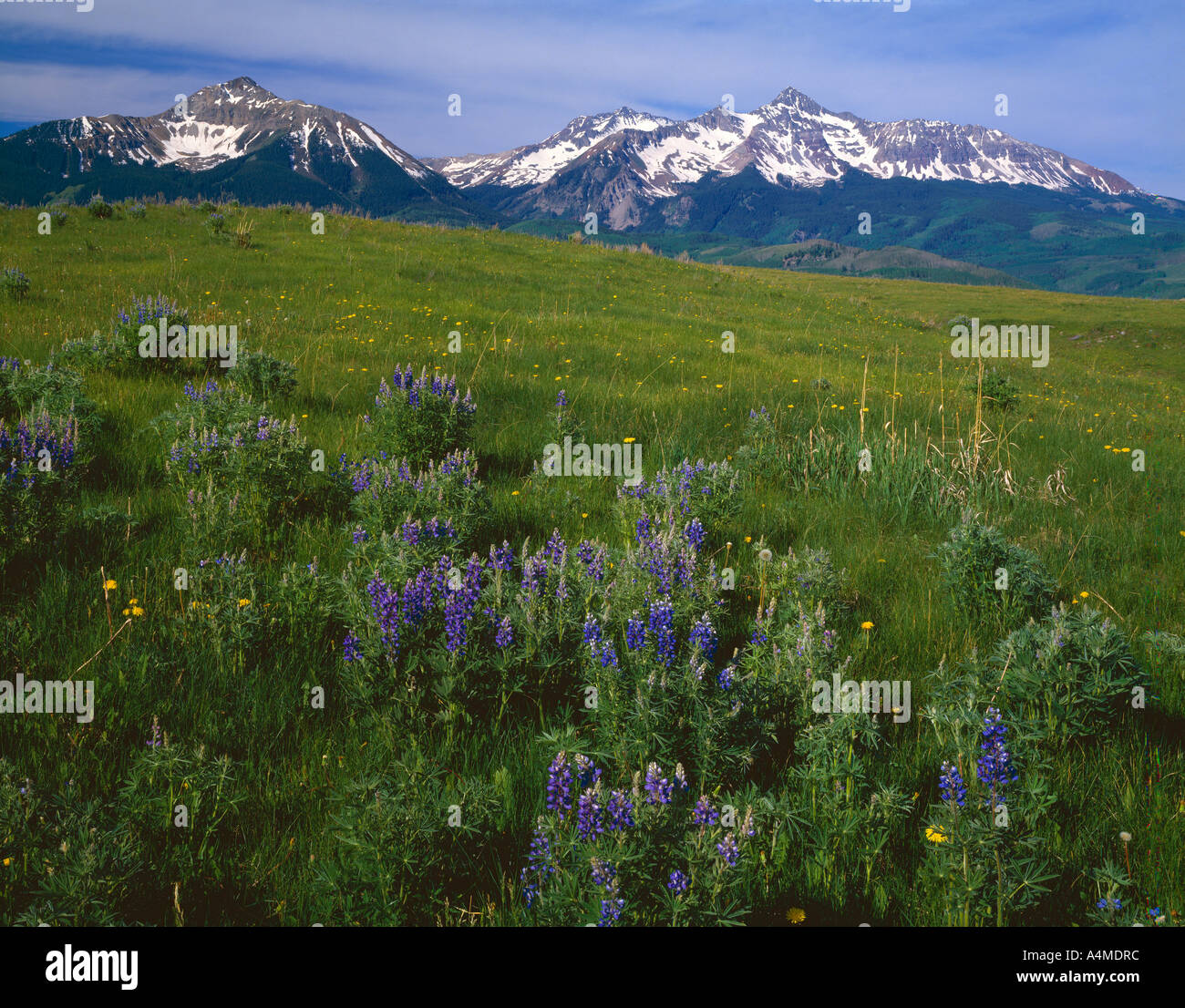 Prato con estate fiore fiori di campo San Miguel Montagne Foto Stock