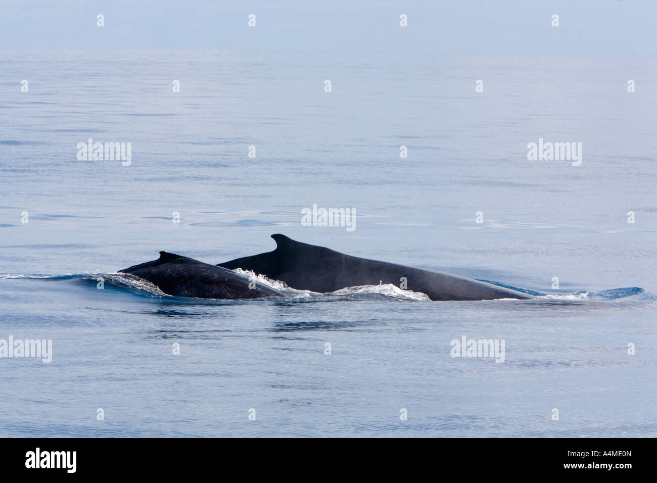 Whale watching - Hervey Bay Queensland AUSTRALIA Foto Stock