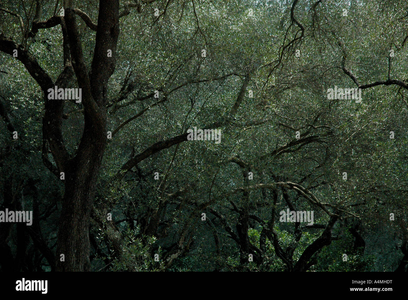 Alberi di ulivo a Parga Grecia Foto Stock